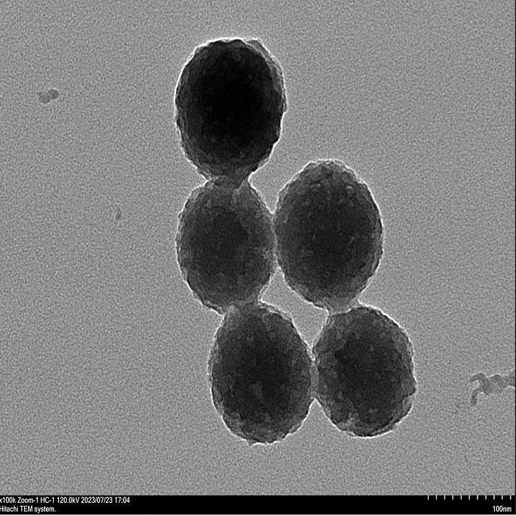 介孔聚多巴胺納米顆粒