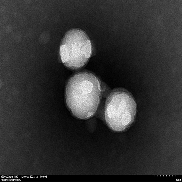 白蛋白納米顆粒